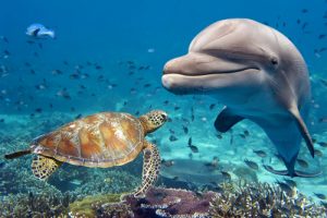 Underwater picture of a dolphin and sea turtle