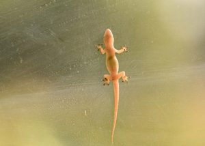 Lizard on a glass pane