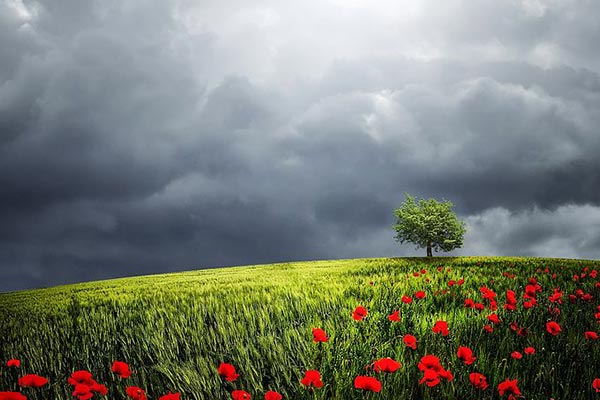 A picture of a field with flowers, a tree, and the sky.