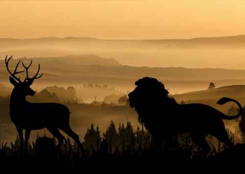 A lion hunting a deer at nightfall.