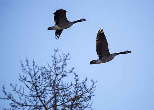 Two geese flying together in the sky.