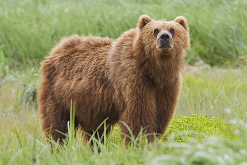 Big brown bear staring