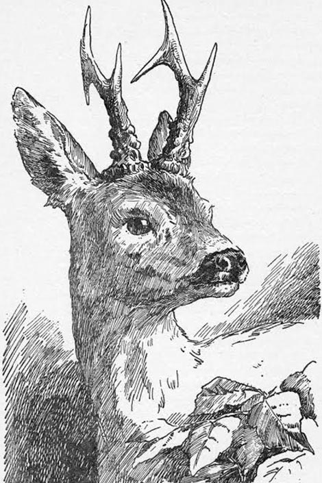 Line drawing of a deer's face