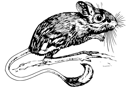 Line drawing of a mouse