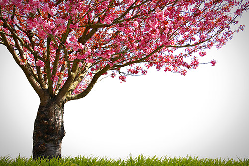 A blossomed cherry tree.