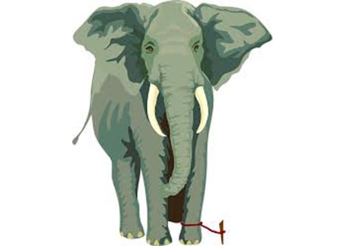 Image of an elephant tied to a small pole with a string