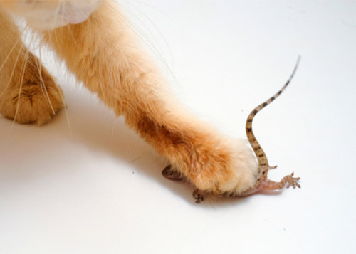 Cat's paw holding down a lizard