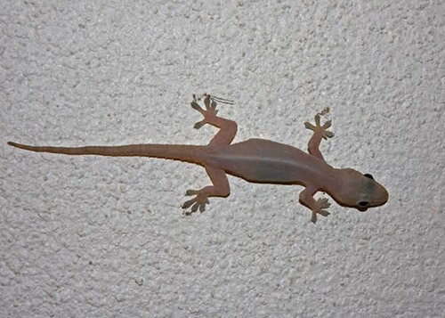 House lizard on the wall