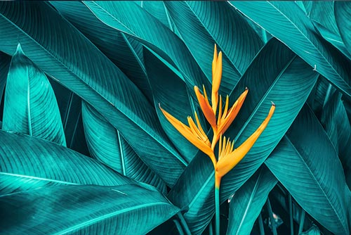 Exotic yellow flower set against a background of turquoise leaves