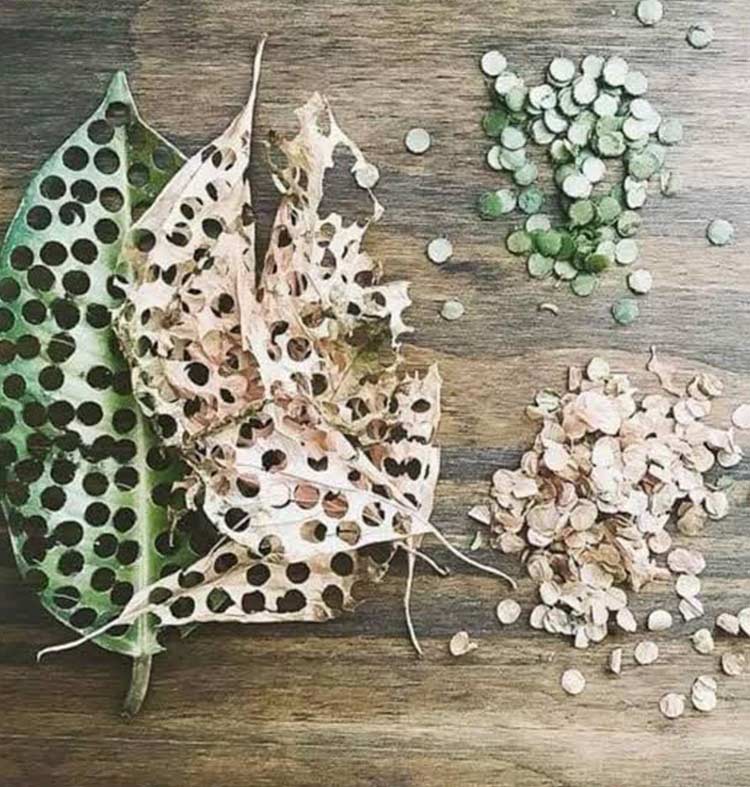 Confetti punched out of leaves