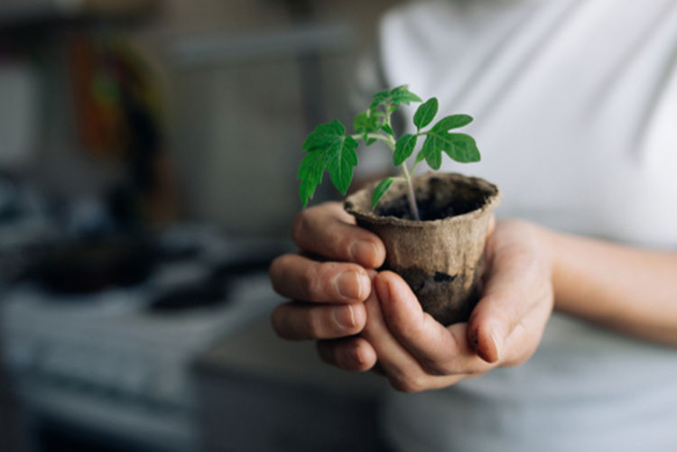 Hands holding a small sapling