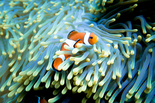 A clownfish in its natural habitat