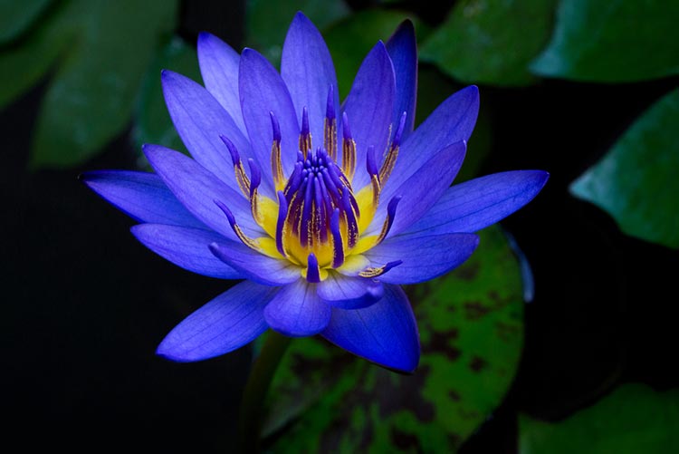 Blue lotus