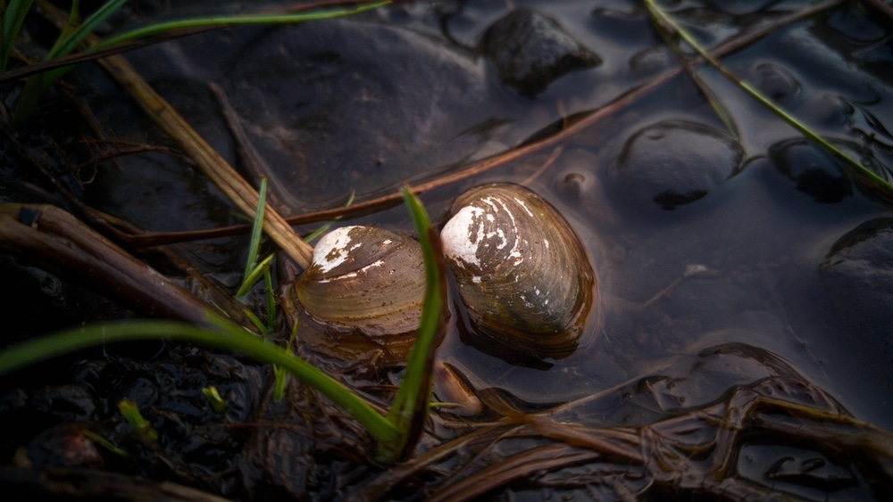 Oysters in their natural habitat.