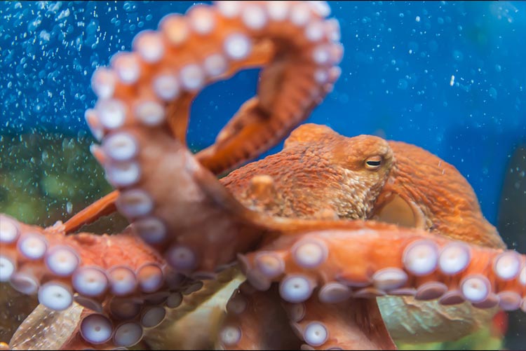 Close-up of an octopus in an aquarium.
