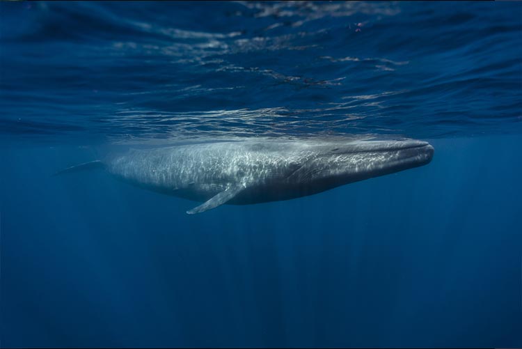 Blue whale swimming underwater.