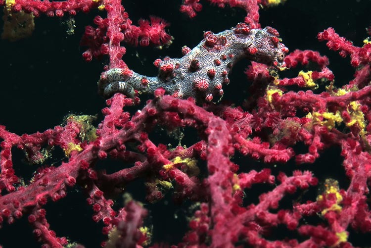 A Pygmy seahorse existing in its natural habitat.