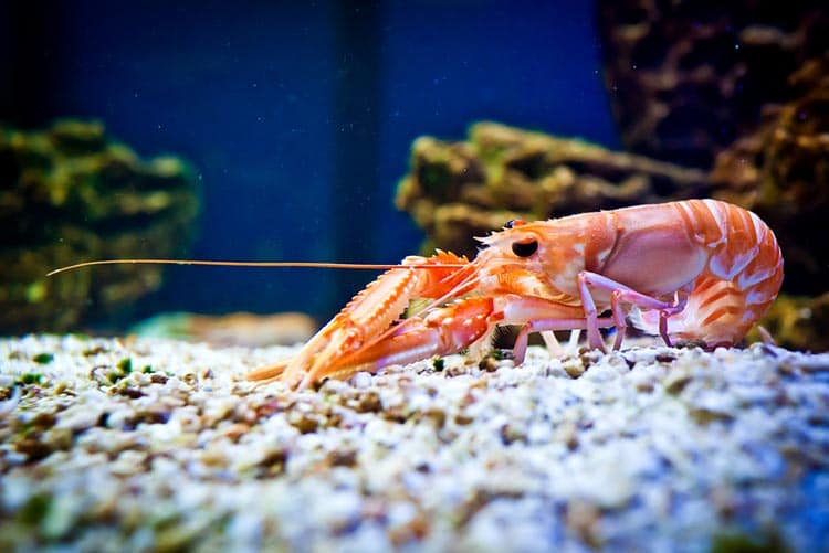 A shrimp inside an aquarium.