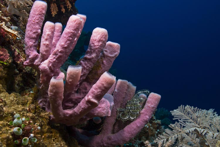 A blue-grey sea sponge living underwater.