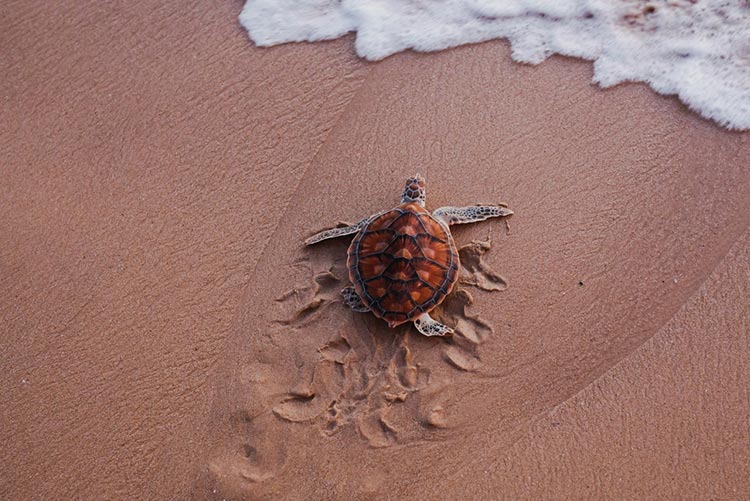 Sea turtle on a beach.