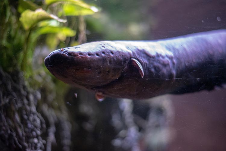 Electric eel swimming.