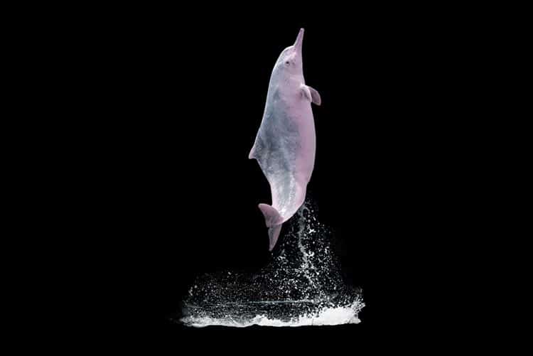 Dolphin jumping in the water