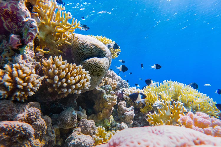 Colourful coral reefs and exotic fishes existing at the bottom of the sea.