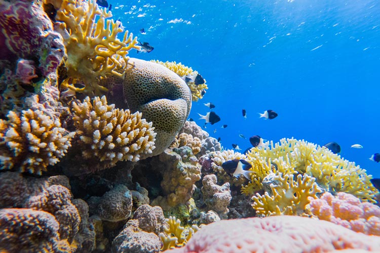 Colourful coral reefs and exotic fishes existing at the bottom of the sea.