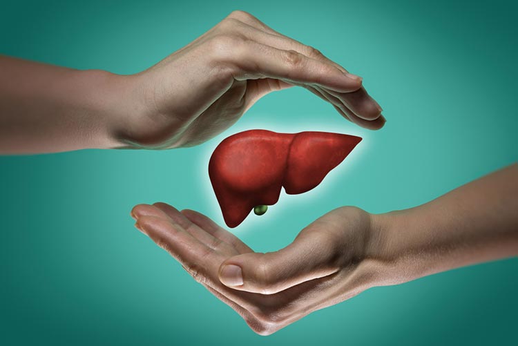 A Conceptualised image of a liver between two hands