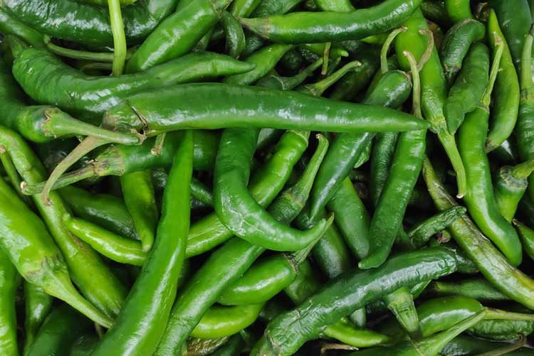 Pile of fresh green chillies.