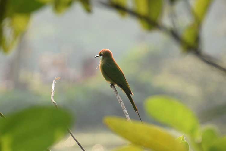 A bird sitting on a tree branch.