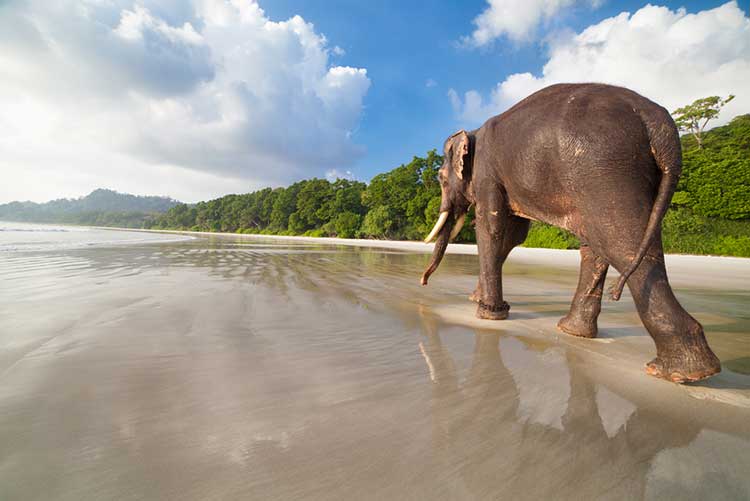 An elephant strolling on the tropical beach at Havelock Island in Andaman.